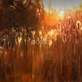 Cattails #8 by Johnny Gomez - Landscapes Prairies, Meadows & Fields