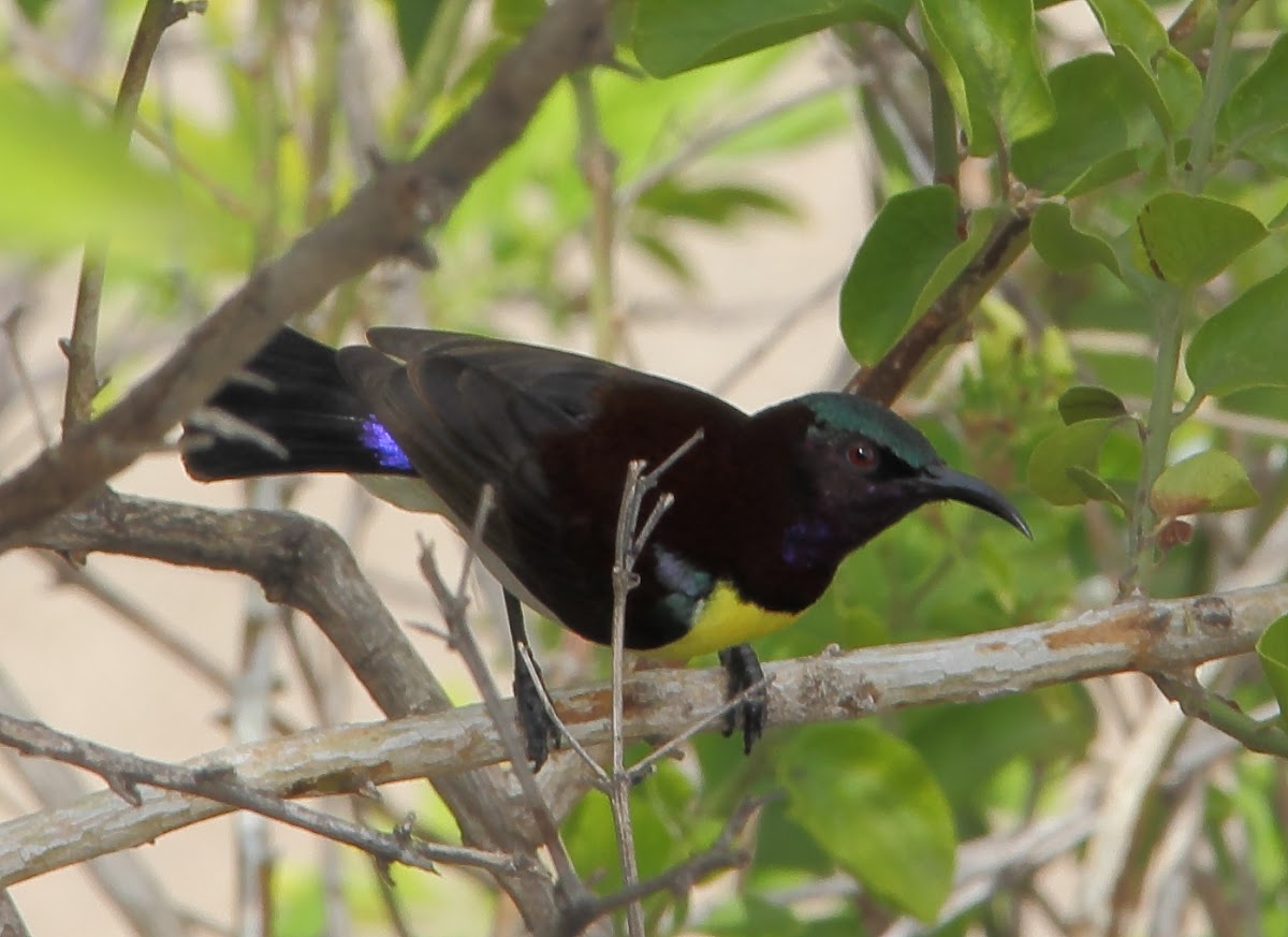 Purple-rumped sunbird
