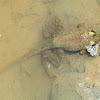 Bullfrog (froglet)