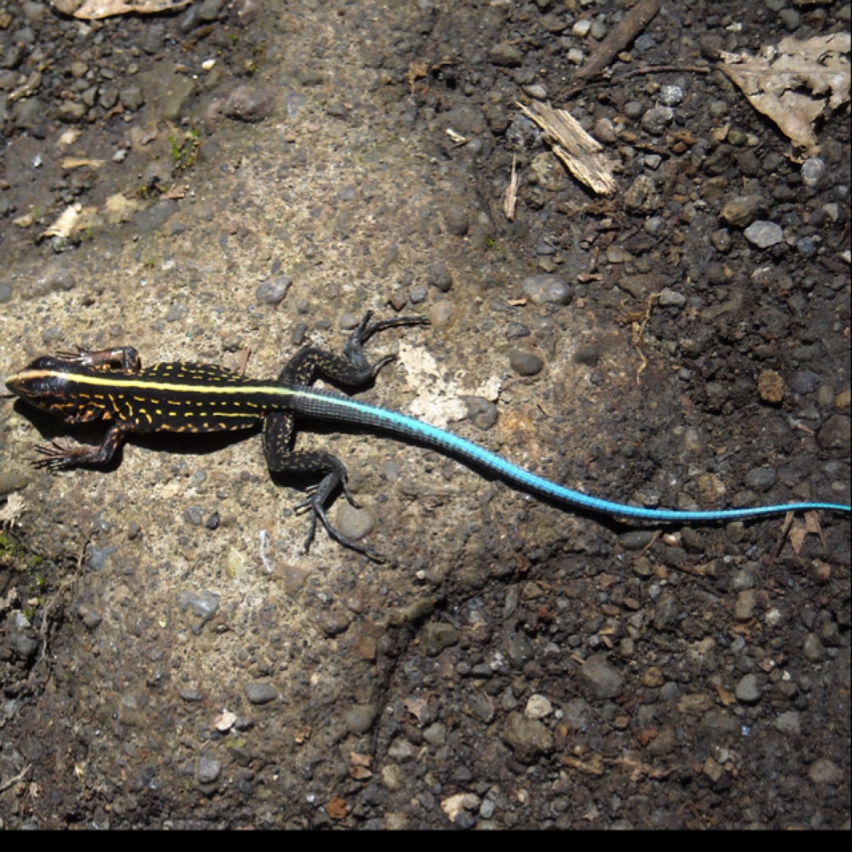 Central American whiptail