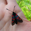 Five Spot Burnet Moth