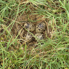 Kildeer nest