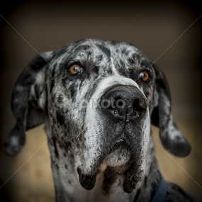 by Michelle Cox - Animals - Dogs Portraits