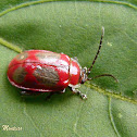 Leaf beetle