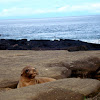 Galápagos Fur Seal