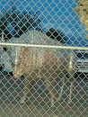 Caged Buffalo