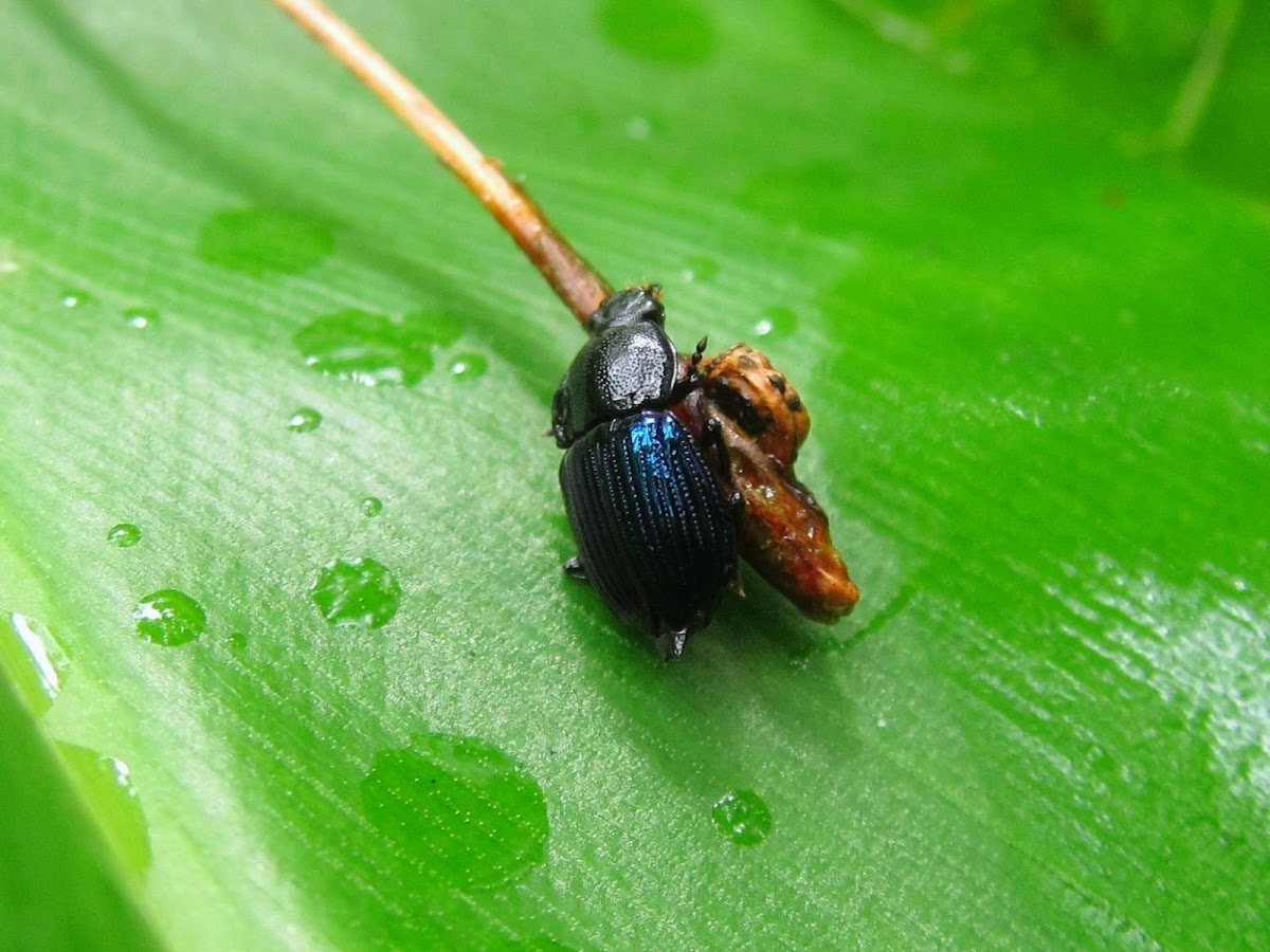 Long-winged Rove Beetle