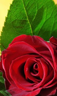How to mod 3D Love Rose Live Wallpaper 1.4 unlimited apk for pc