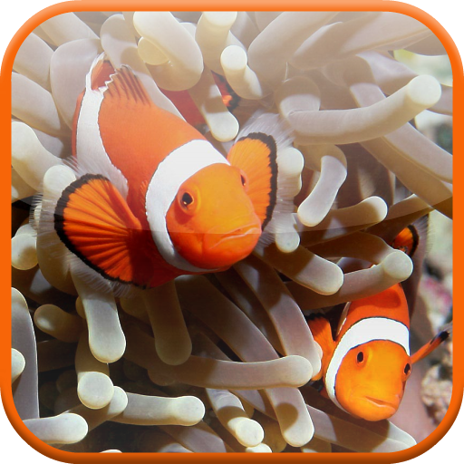 Clownfish Aquarium Wallpaper LOGO-APP點子