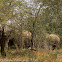 African Elephants