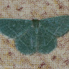 Emerald Moth