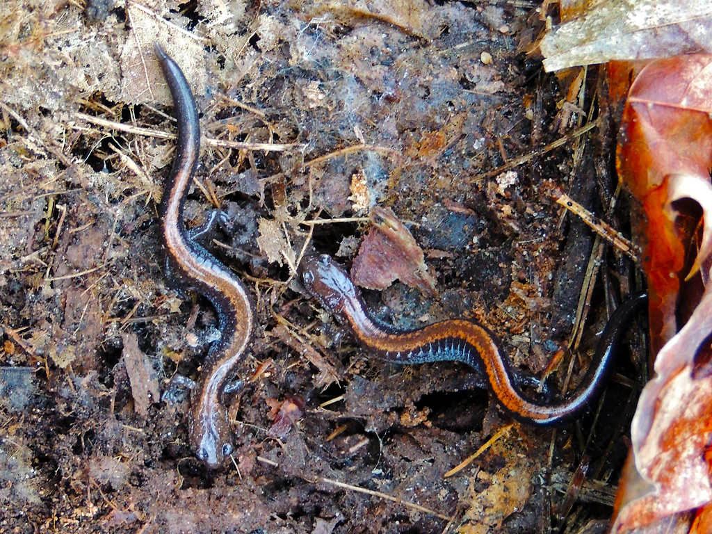 Red-backed Salamander