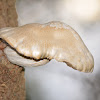 UN-KNOWN- Mushroom