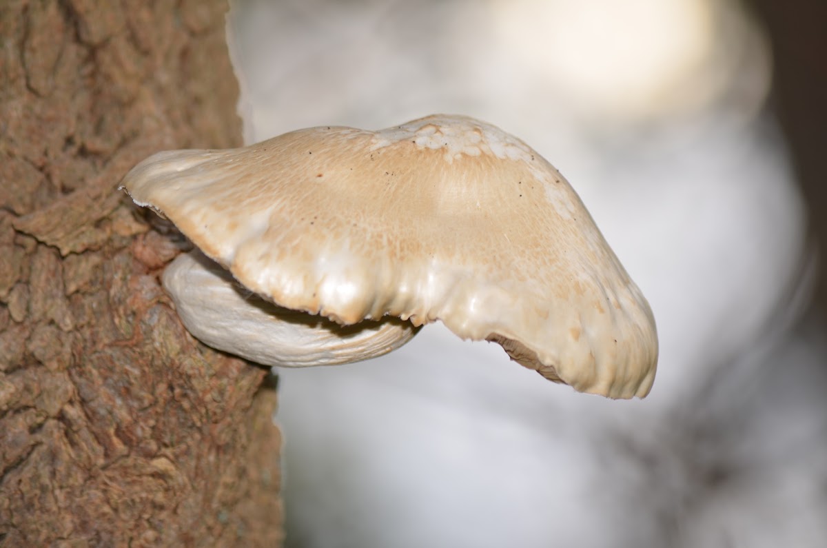 UN-KNOWN- Mushroom