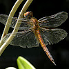 Cora’s pennant, wandering pennant, coastal glider