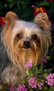 How to get Yorkshire Terriers Wallpapers 1.0 apk for bluestacks