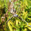 Araña tigre macho, banded garden spider male