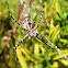 Araña tigre macho, banded garden spider male