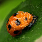 Lady Bug Pupa