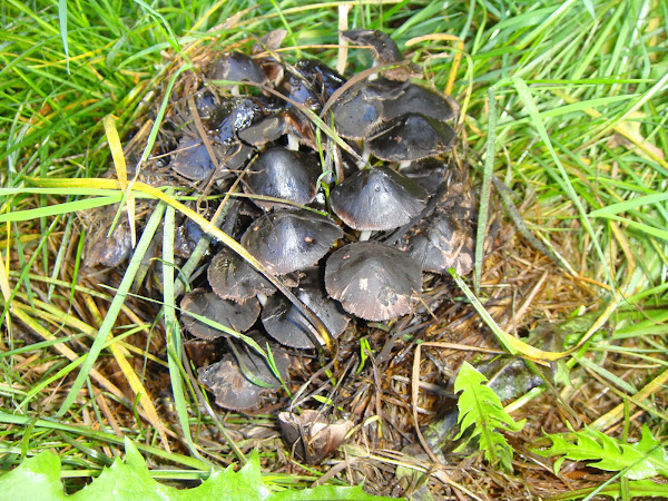 Inky-cap mushrooms | Project Noah