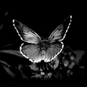 White Butterfly logo