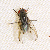 Picture-Wing Fly