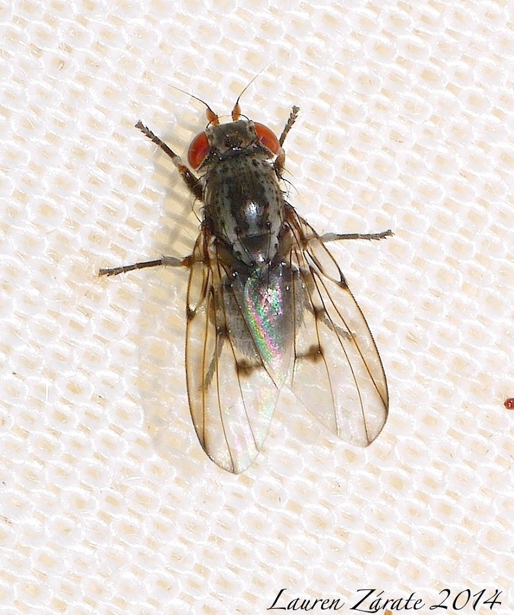 Picture-Wing Fly