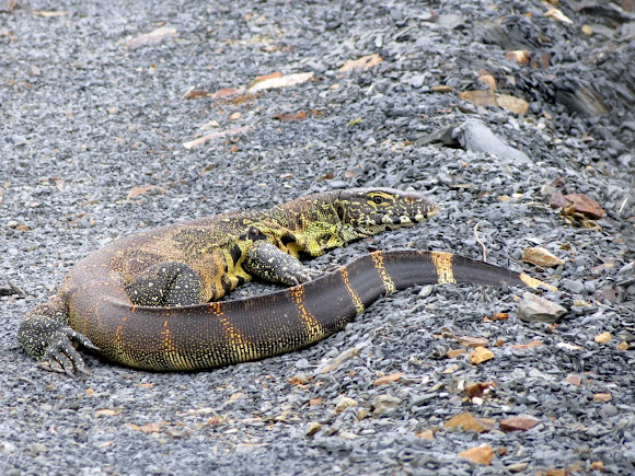Nile monitor | Project Noah