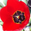 Red Tulip 