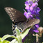 Black Swallowtail        female