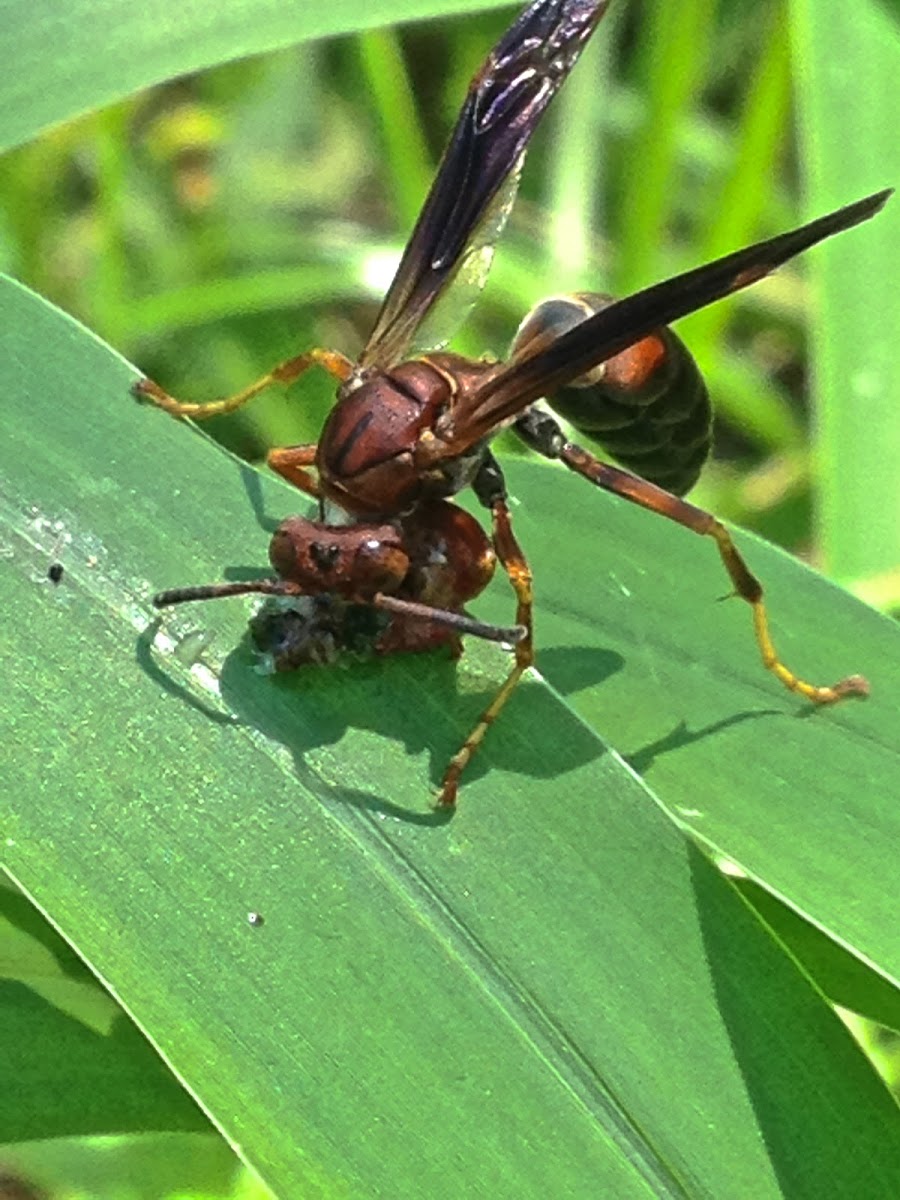 Dark Paper Wasp