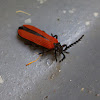 longnosed lycid beetle