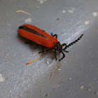 longnosed lycid beetle