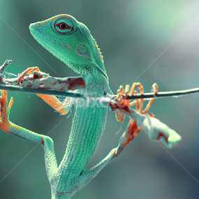 ngagulantung by Irfan Hikmawan - Animals Reptiles