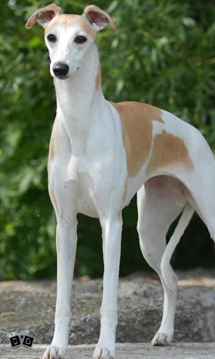 Whippet Wallpapers