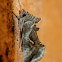 Celery looper moth