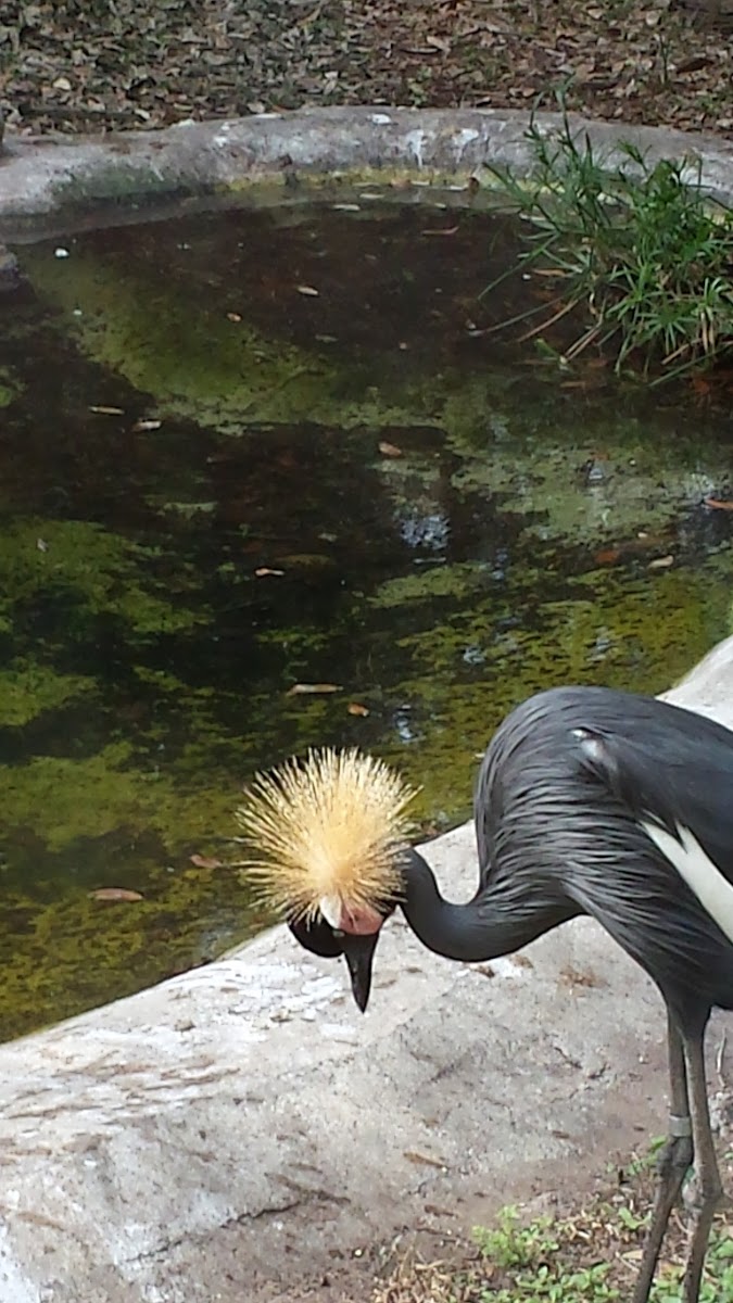 West African Crowned Crane