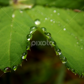 by OL JA - Nature Up Close Leaves & Grasses