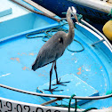 Great Blue Heron