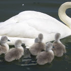 mute swan and cygnets