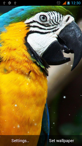 Parrot Live Wallpaper