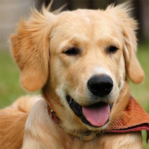 Dogs Jigsaw Puzzles.apk 2.9.17
