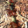 Brown Jelly Fungus
