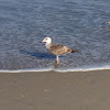 American Herring Gull (2nd cycle)
