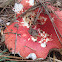 Rosy Russula.