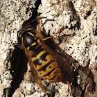 Social Wasp