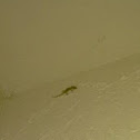 mediterranean house gecko