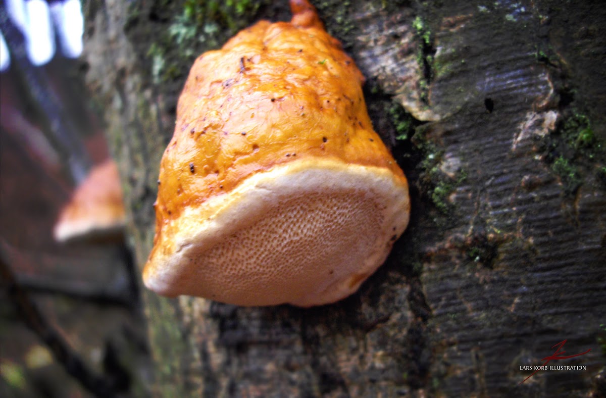 Red Banded Polypore, immature