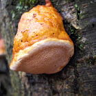 Red Banded Polypore, immature