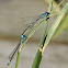 Variable Damselfly or Variable Bluet